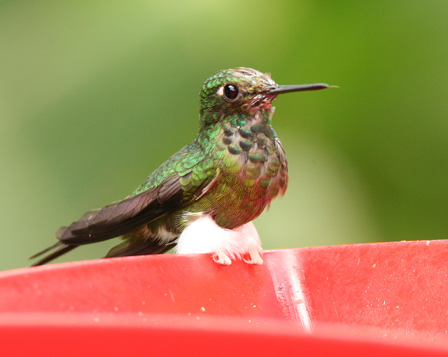 IMG 9190hummingbird