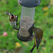Goldfinch and Greenfinch