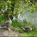 geese by the stream