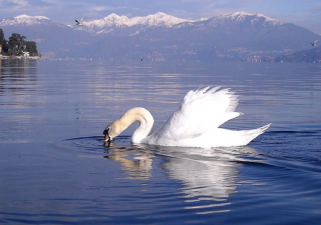 Verbania - Inverno al lago