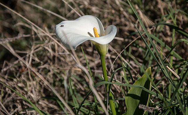 20160331 1020RVAw [I] Calla, Cefalù, Sizilien