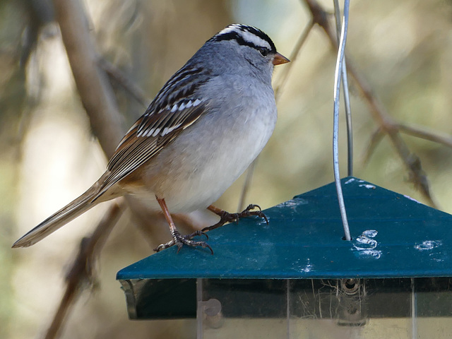 Day 12, the last White-crowned Sparrow photo from Tadoussac