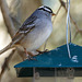 Day 12, the last White-crowned Sparrow photo from Tadoussac