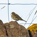 Meadow pipit