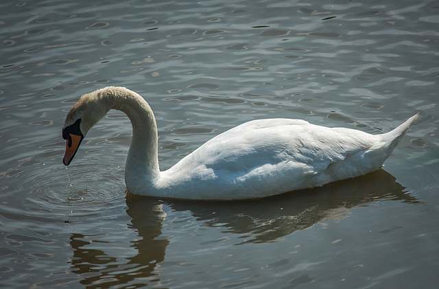 Burton wetlands swan12