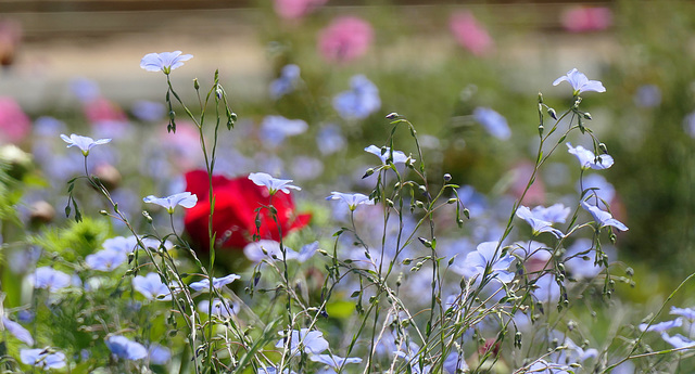 Un air de printemps...