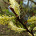 20200315 6861CPw [D~MI] Amur-Weide (Salix udensis), Sielpark, Bad Oeynhausen