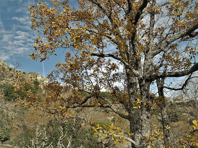 Late Autumn in the Sierra