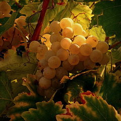 gorgé de Soleil et de Sucre
