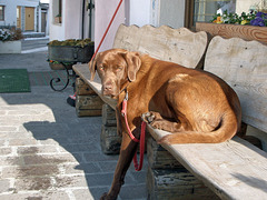 Die Bank mit Hund