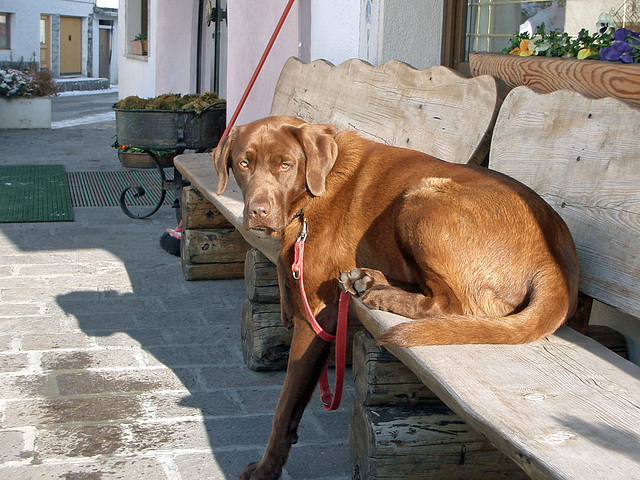 Die Bank mit Hund Die Bank mit Hund