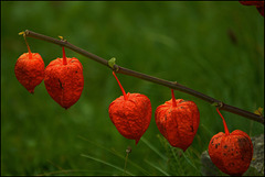 Herbstleuchten