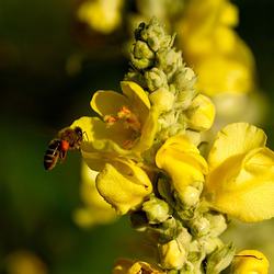 redip-5D3 4937-zus-scharf-liceq-auscr2 redip-5D3 4937-zus-scharf-liceq-auscr2