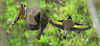 Goldfinches and Chaffinch