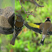 Goldfinches and Chaffinch
