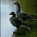 canalside geese