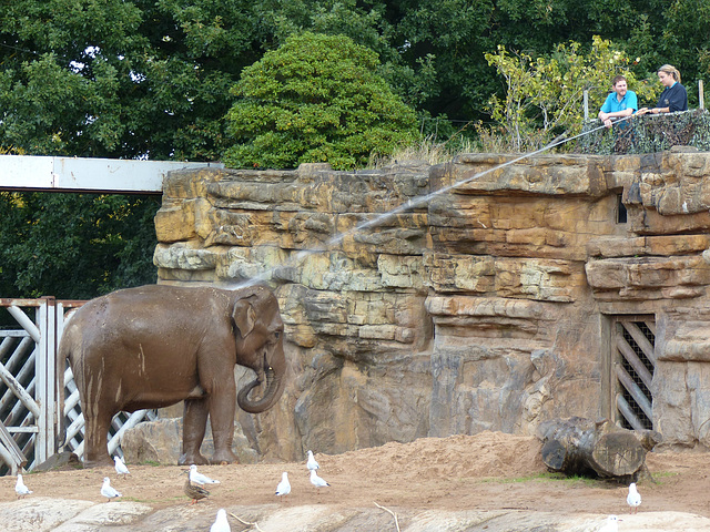 Chester Zoo (17) - 30 August 2016