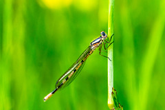 Common Bluet-DSA 0266