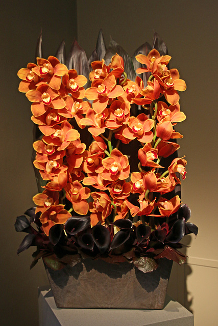Orange orchids