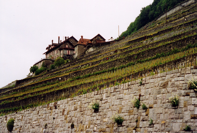 swiss vinyards by lake geneva