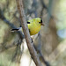 Day 12, the last American Goldfinch photo from Tadoussac