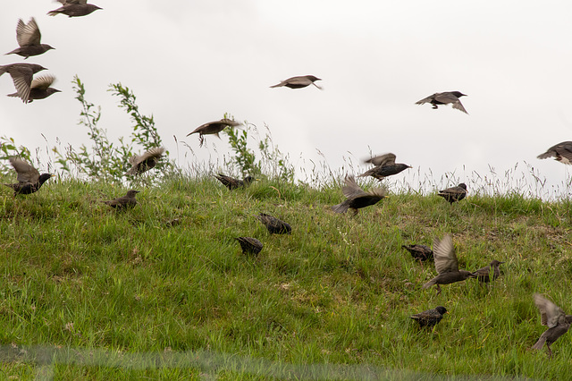 Some very hungry Starlings