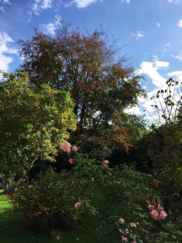 Automne au jardin
