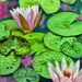 pinklilies-painting