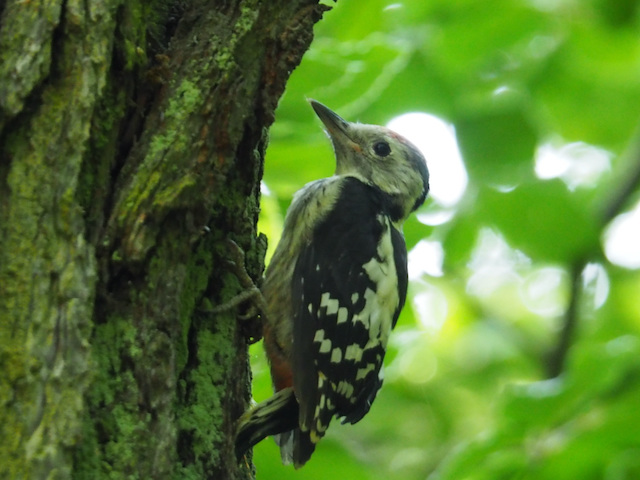 Vogel in Goor