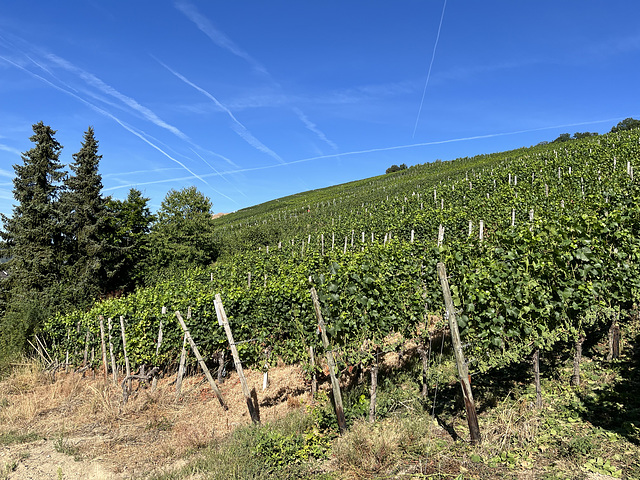 Weinberge bei Bad Neuenahr