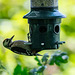 Great spotted woodpecker