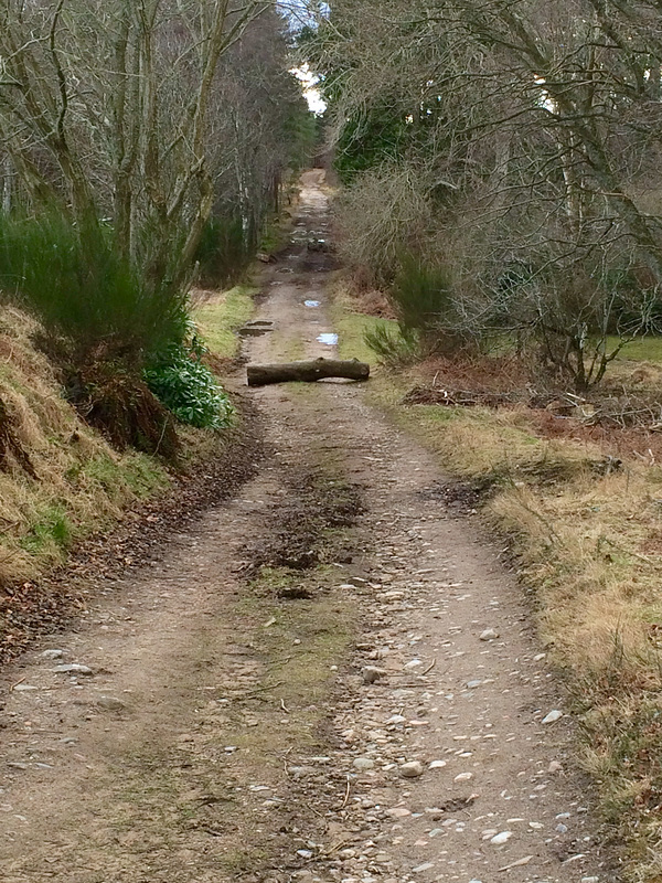 Yet more new obstacles! Maybe I should be investing in a showjumper...