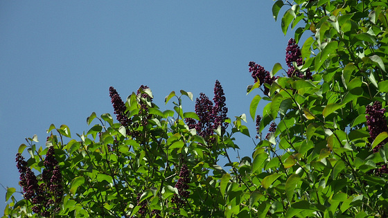 Beautifully dark purple