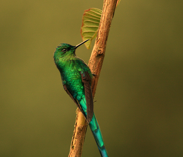 IMG 9212Hummingbird