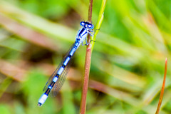 Common Bluet-DSA 0269