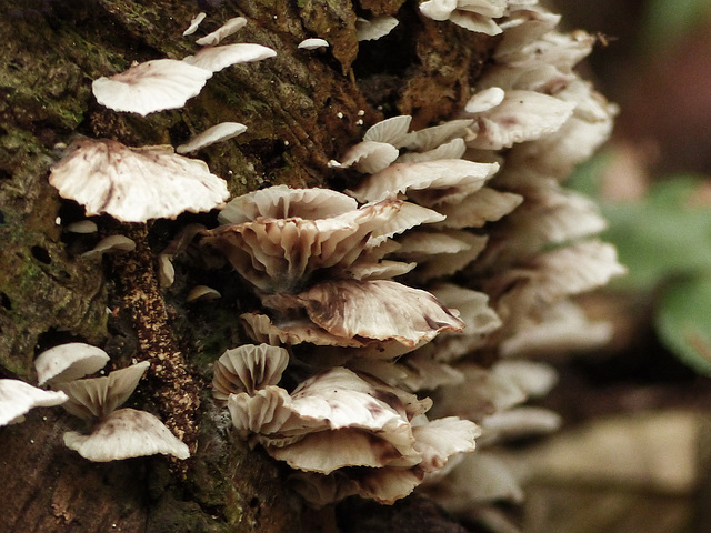 Fungi, Bellbird walk, Asa Wright Nature Centre, Trinidad, Day 4