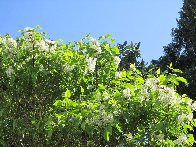 White lilac in the front drive