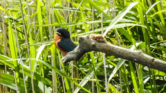 20190613 5165CPw [R~GB] Eisvogel, Schilf (Phragmites australis), Wales