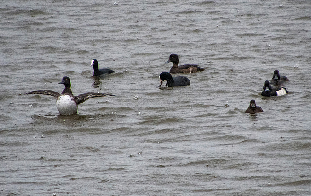 Burton wetlands water birds