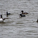 Burton wetlands water birds