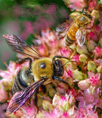 Bees At Botanical Gardens in the Bronx