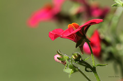 Nemesia rouge