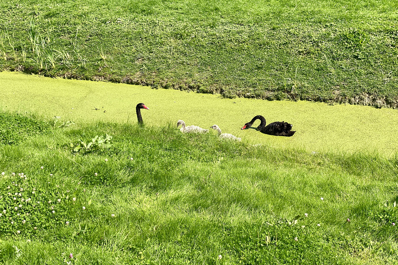 Black swans