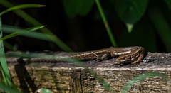 Common lizard