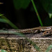 Common lizard