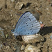 5T2A5084 Holly Blue