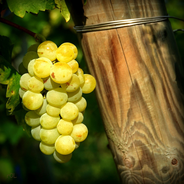 Muscat Ottonel