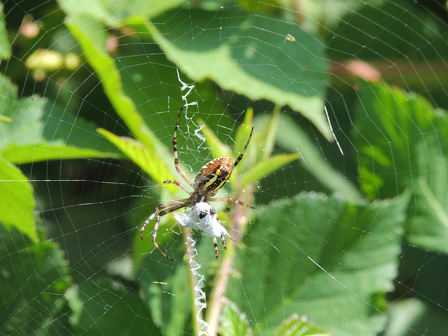 Spider