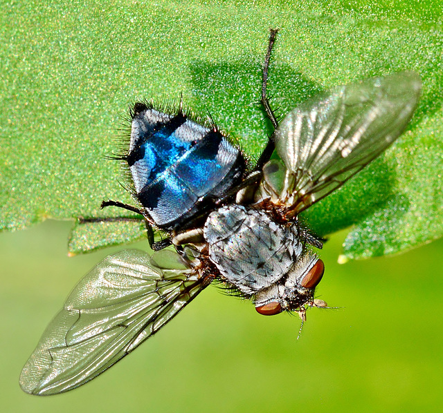 Bluebottle,Blow Fly. Calliphora vomitoria