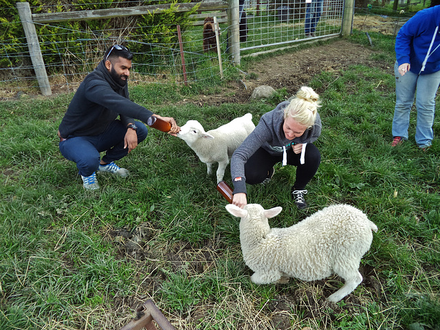 lamb breakfast